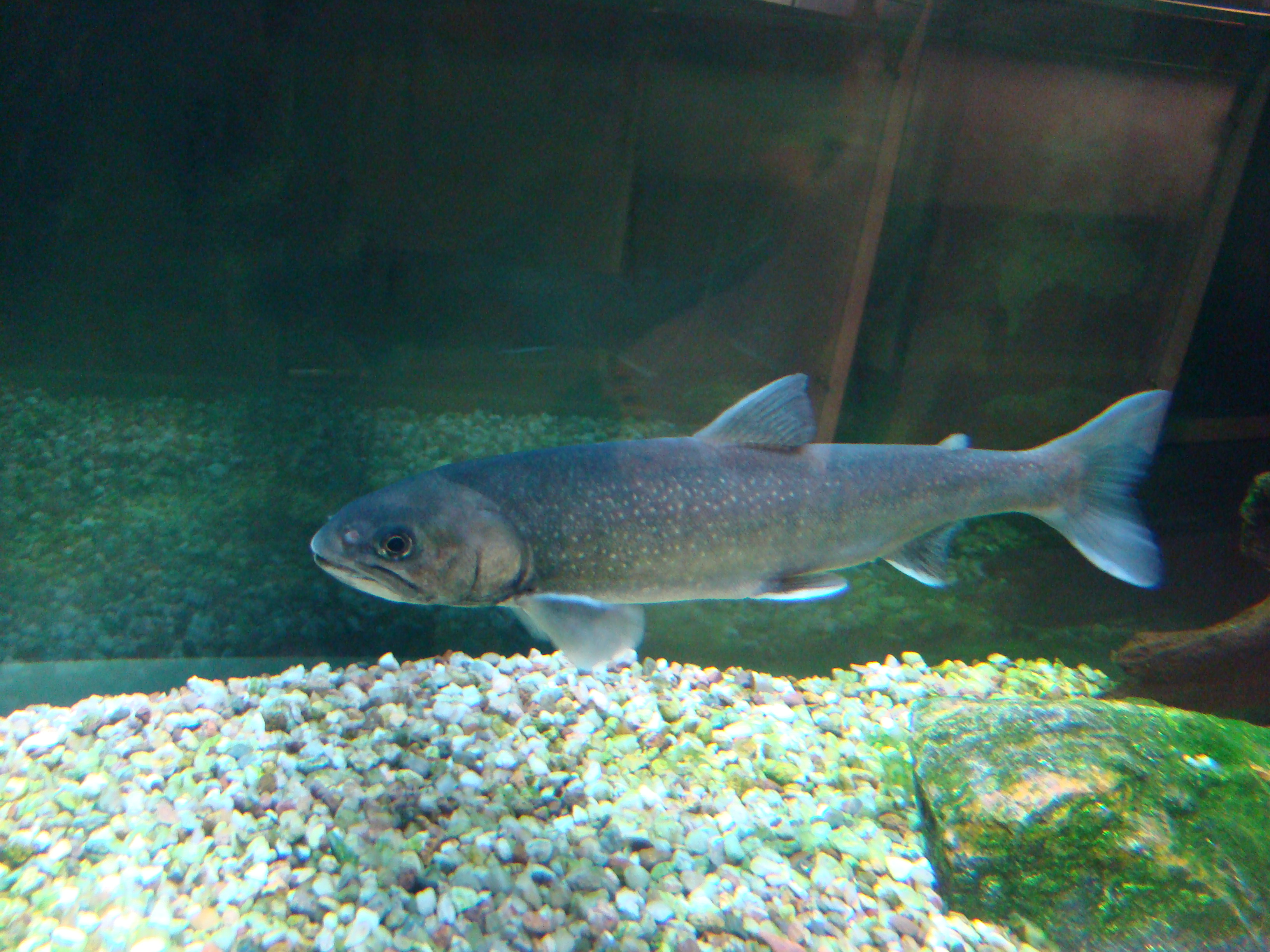 Arctic Char Face Temperature Pressures (Image Credits: Wikimedia)