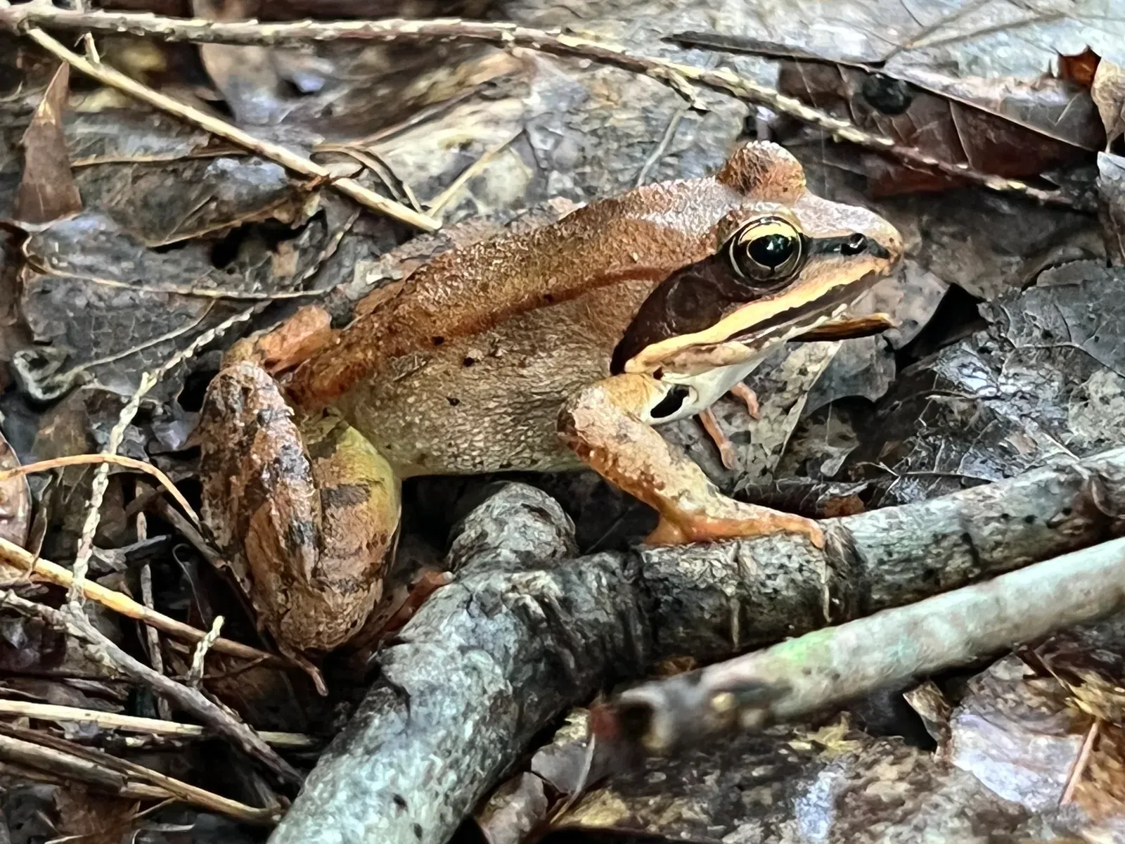 Wood Frogs Freezing Solid and Coming Back to Life (Image Credits: Wikimedia)