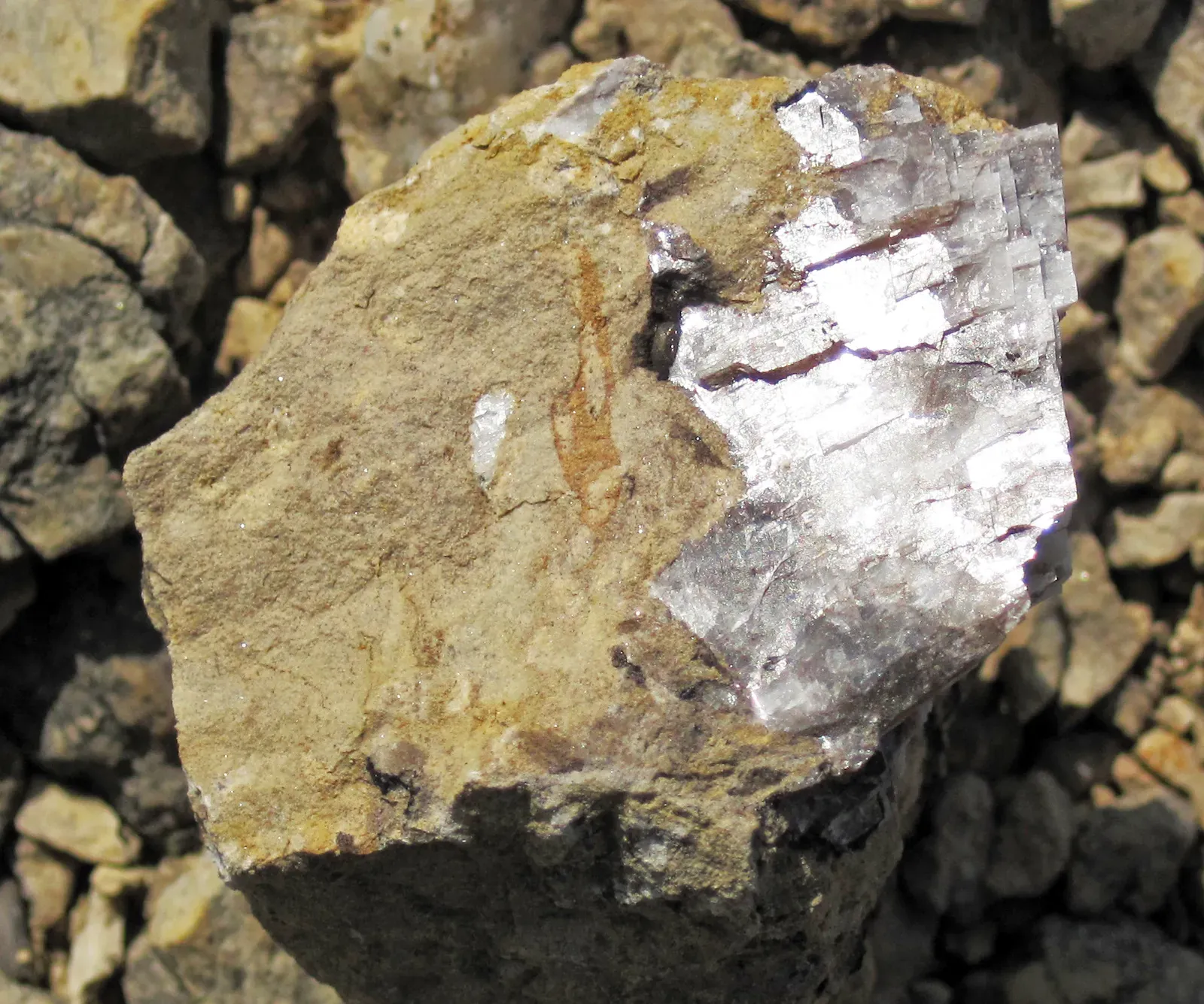 From Destruction to New Habitats (Image Credits: Wikimedia)