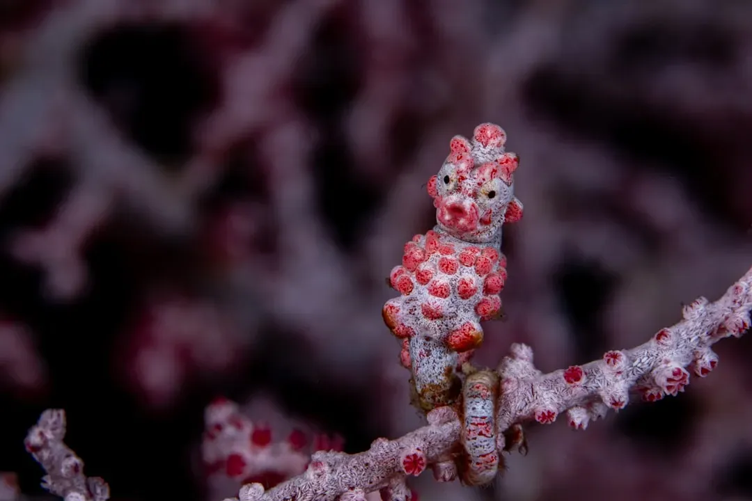 The Pygmy Seahorse: The Tiny Coral Doppelgänger (Image Credits: Unsplash)