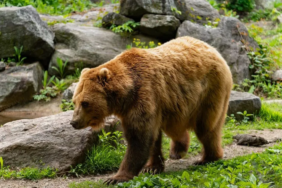 4. Grizzly Bears That Back Off From Mother Moose (Image Credits: Pexels)