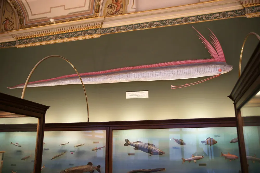 #7 - The Giant Oarfish (Regalecus glesne) (By Sandstein, CC BY 3.0)