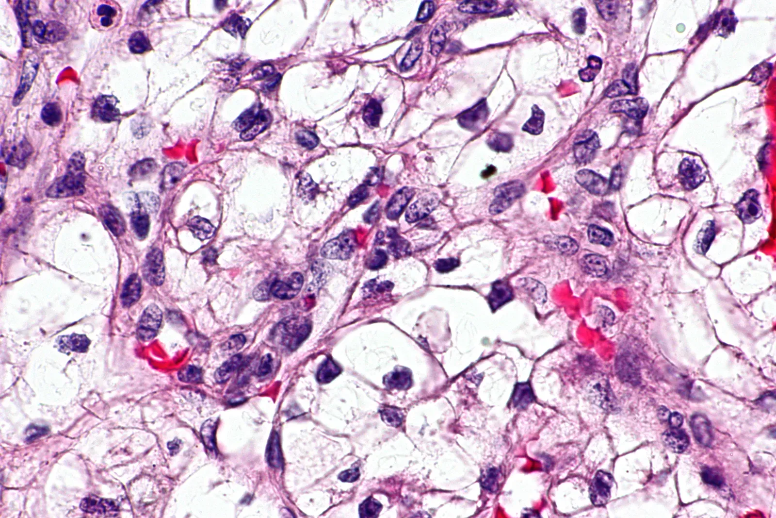 Memory Is Not Just Stored in Your Brain (By Nephron, CC BY-SA 3.0)