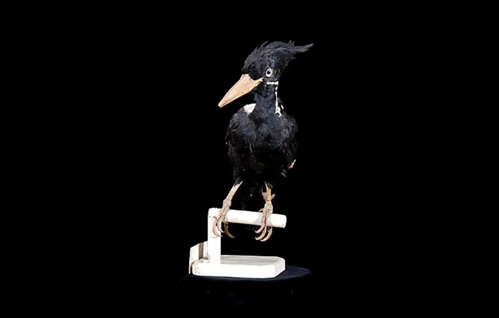 5. The Cuban Ivory-Bill's Cousin: A Caribbean Ghost Nobody Wants to Confirm (Naturalis Biodiversity Center, CC BY-SA 3.0)