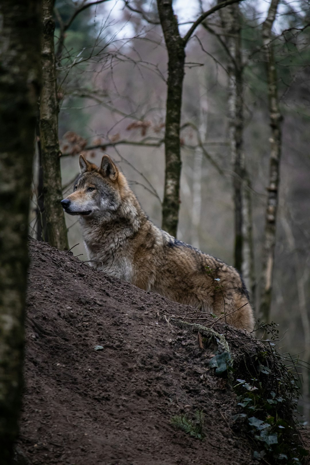 From Ancient Tools to Modern Science: Fieldwork That Keeps Wolves on the Map (Image Credits: Unsplash)