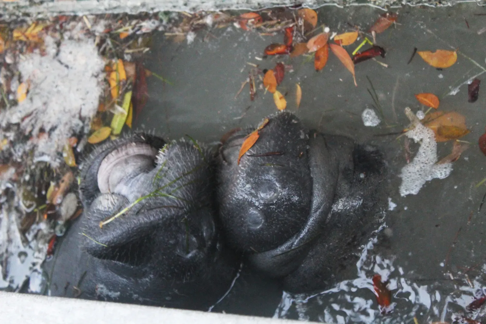 Super Senses: How a “Slow” Animal Stays Alive (Image Credits: Wikimedia)