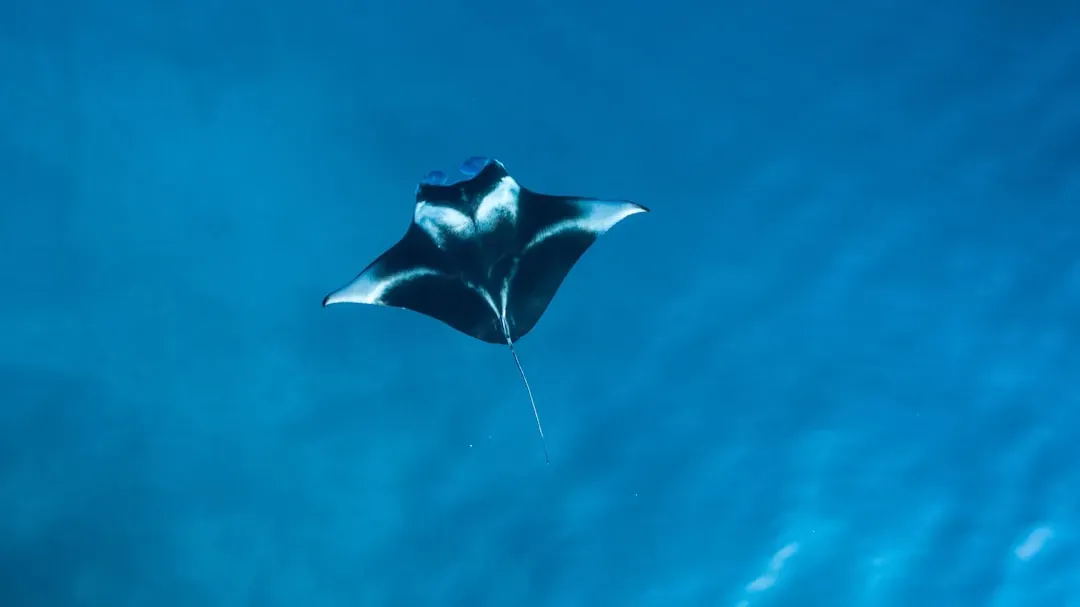 7. Manta Ray – The Underwater Glider (Image Credits: Unsplash)