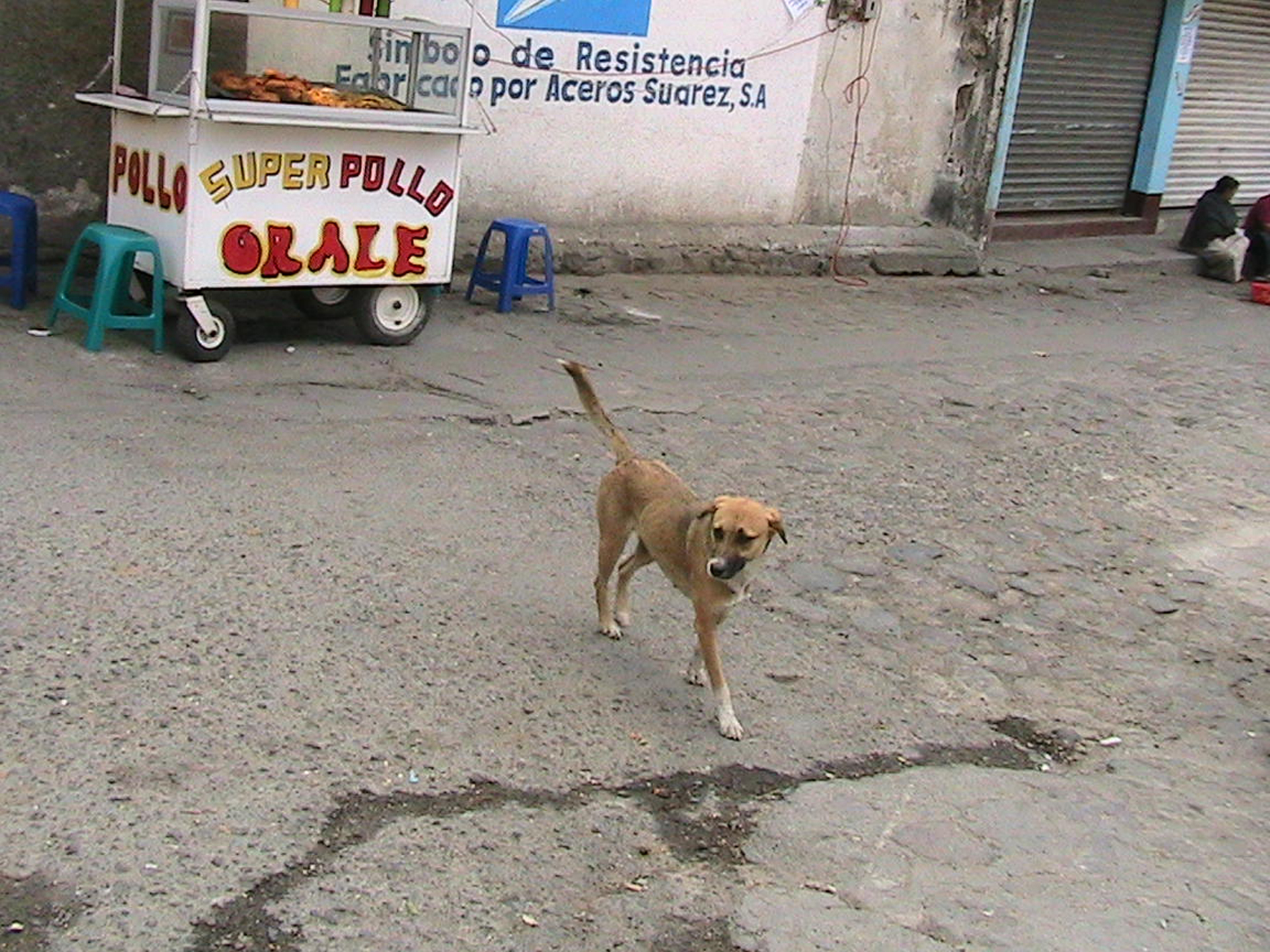 Wolves, Village Dogs, and the Survival Instinct (Image Credits: Wikimedia)