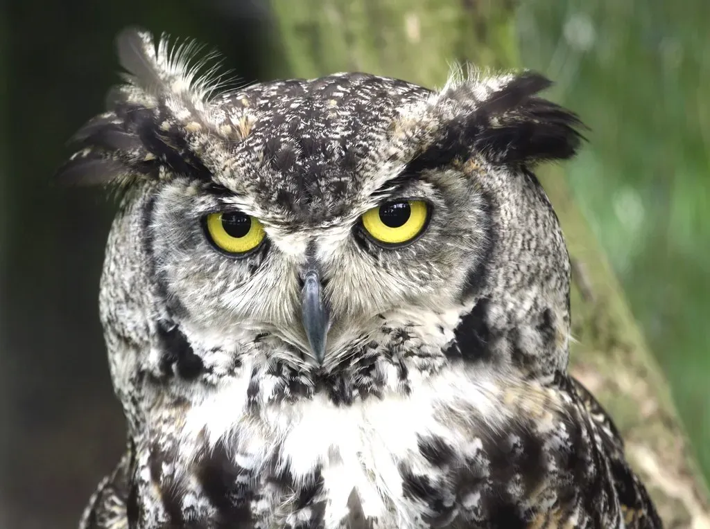 Libra – The Owl: Silent Judgment And Hidden Power Plays (Image Credits: Flickr)