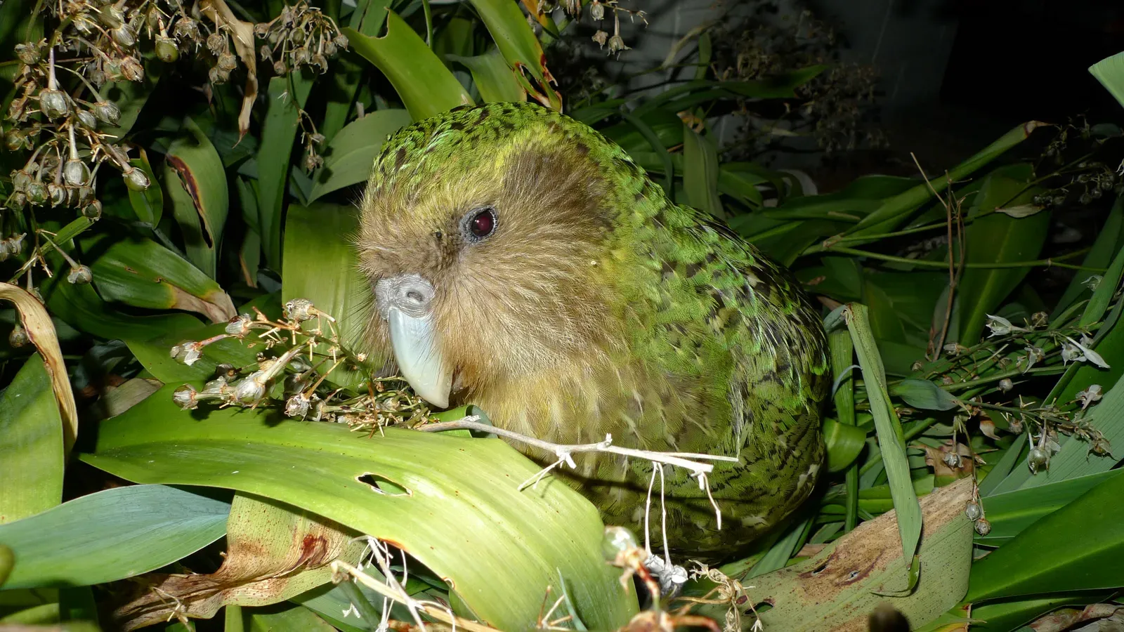 Quirky Love Lives: Booming Calls, Slow Seasons, and Tricky Breeding (Kakapo Sirocco, CC BY 2.0)