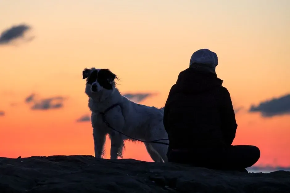 Silence With an Animal Feels Comforting, Not Awkward (Image Credits: Pexels)