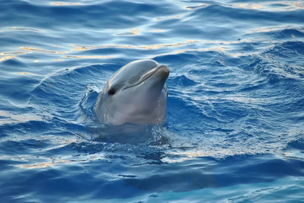 What You See Can Hint at Ocean Health (Image Credits: Rawpixel)
