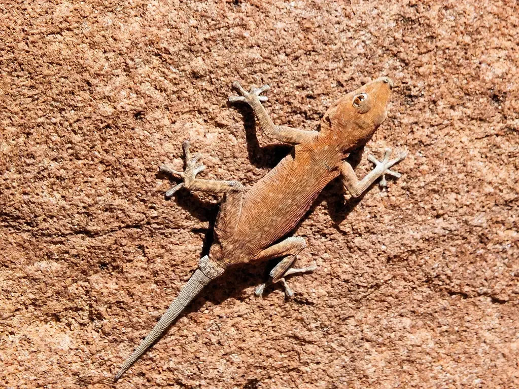 What Regenerating Animals Are Teaching You About Future Medicine (Keith Roper, Flickr, CC BY 2.0)