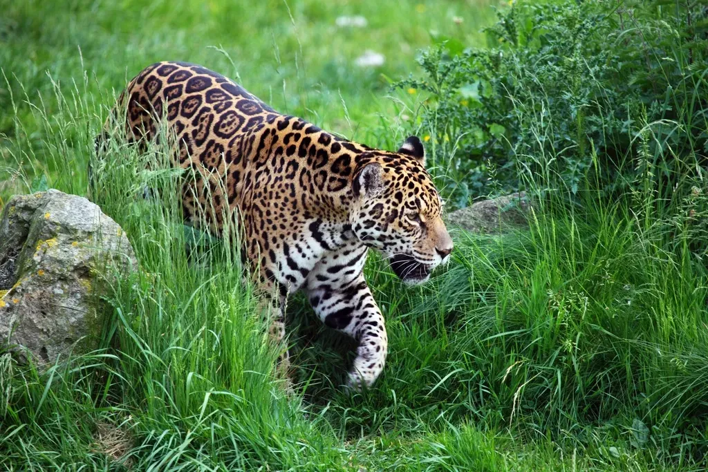 Scorpio – The Jaguar’s Intense Depth (Image Credits: Rawpixel)