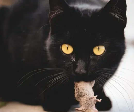 How You Should Respond When Your Cat Brings Prey (Image Credits: Pexels)