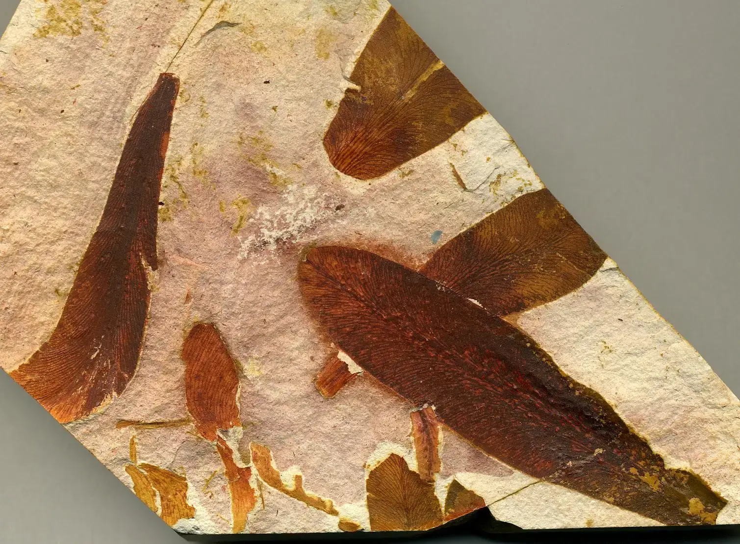 6. Permian Glossopteris Forests of Gondwana (Glossopteris fossil seed fern leaves in claystone (Illawarra Coal Measures, Upper Permian; Dunedoo area, New South Wales, Australia), CC BY 2.0)