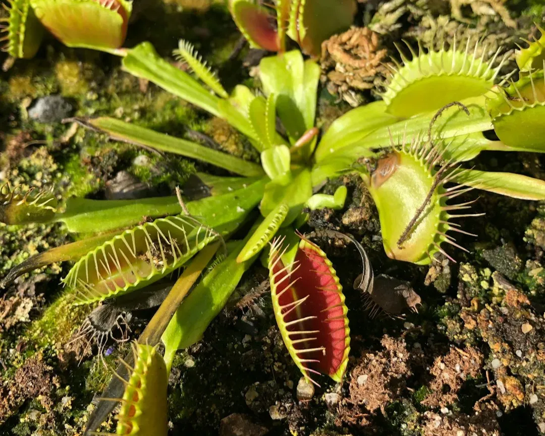 7. Venus Flytrap – The Carnivore That Counts Its Prey (Image Credits: Unsplash)