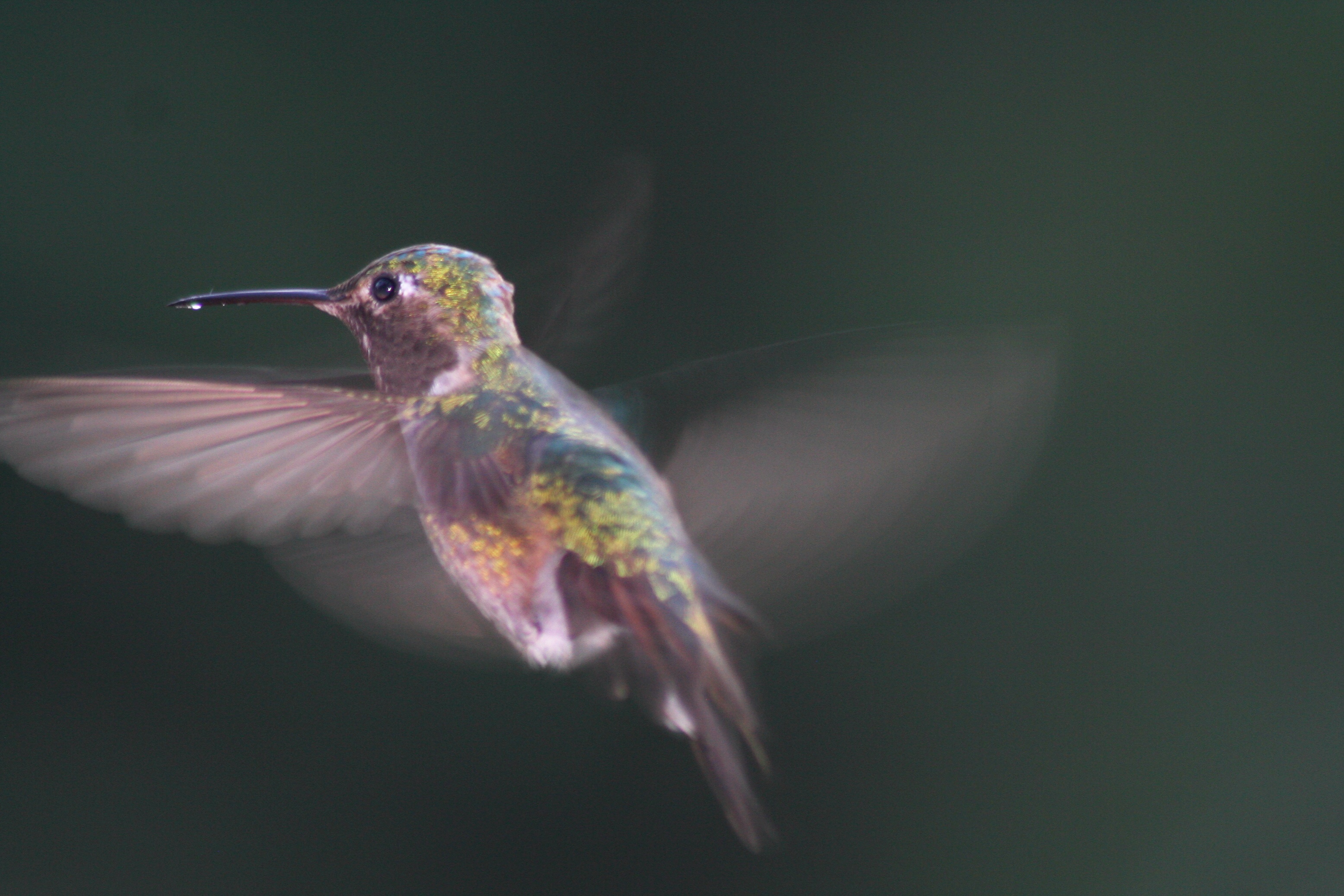 Why It Matters (Image Credits: Wikimedia)