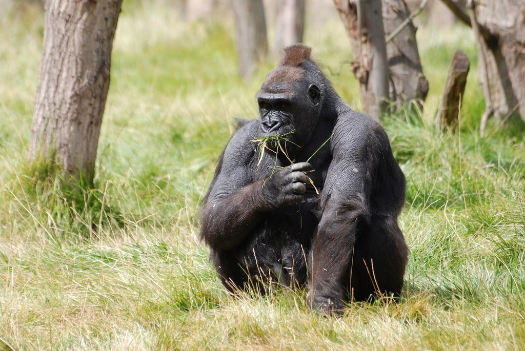 Mountain Gorilla (Image Credits: Rawpixel)