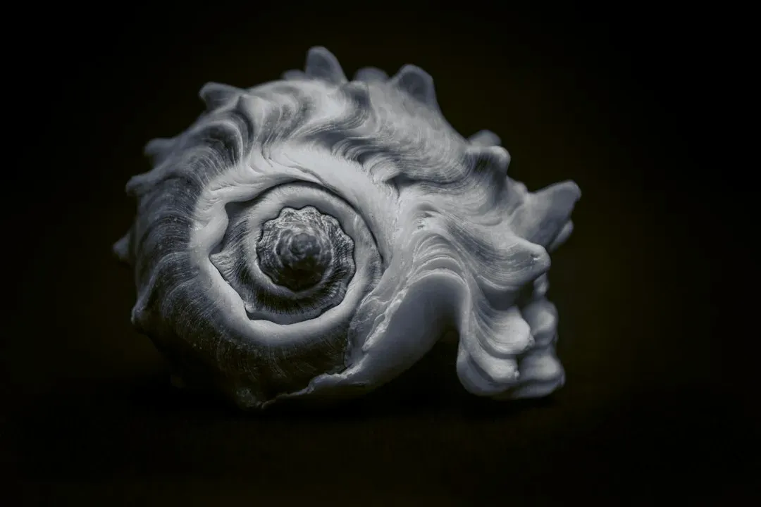 #12 A Near‑Invisible Marine Snail Described from a Single, Slightly Worn Shell (Image Credits: Unsplash)