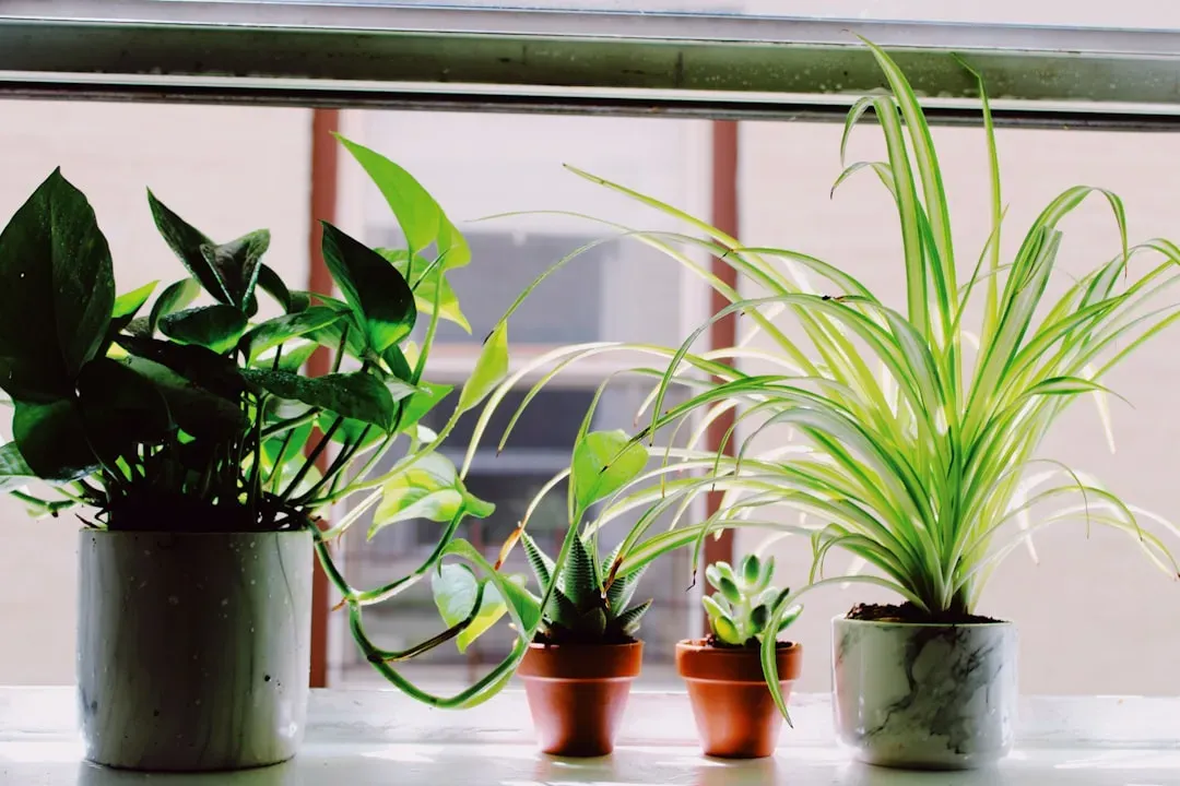From Forests to Living Rooms: Can Houseplants Join the Conversation? (Image Credits: Unsplash)