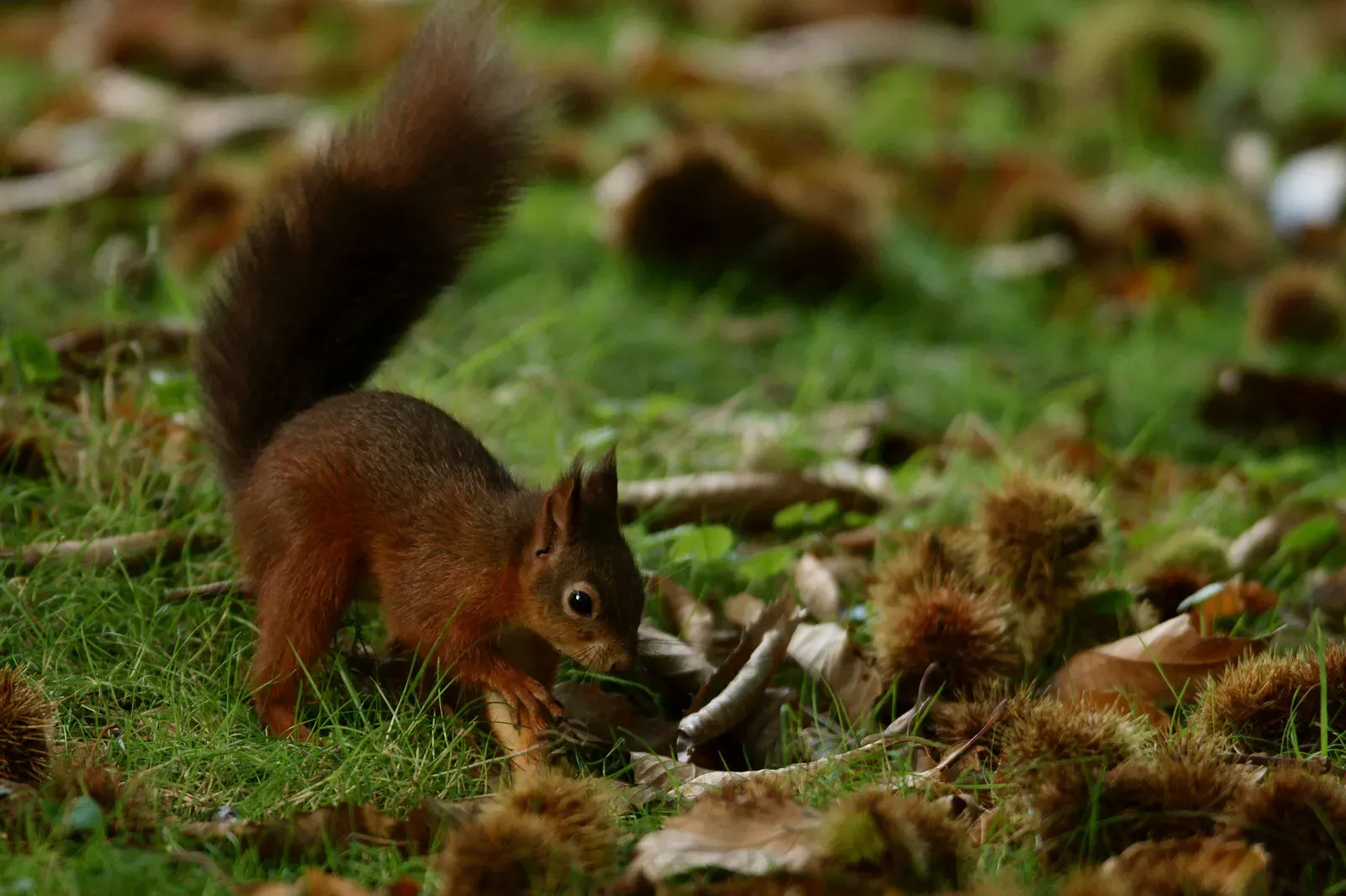 2. They “Fake Bury” Food To Confuse Thieves Watching Them (Burying a nut, CC BY 2.0)