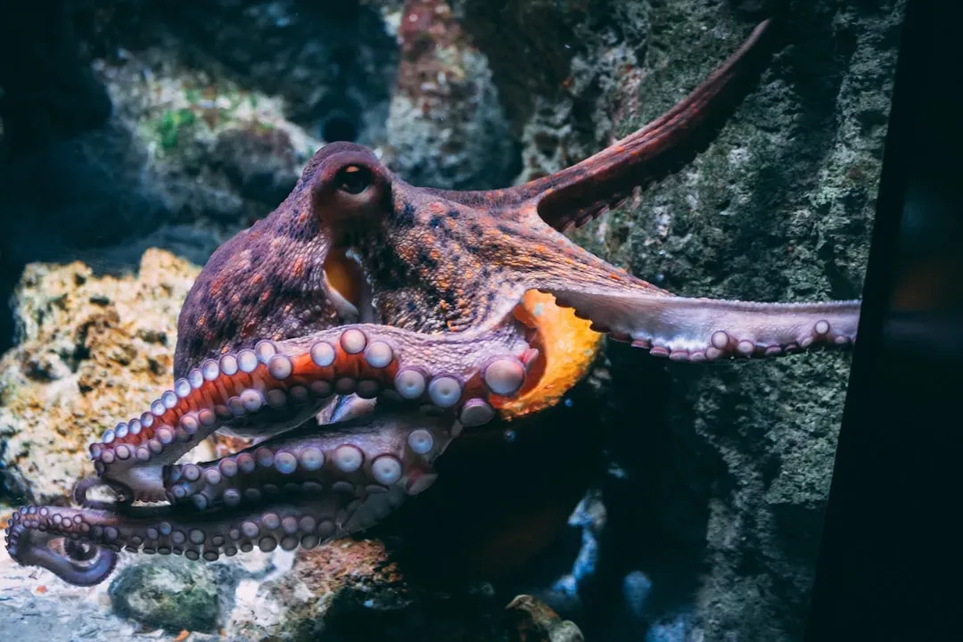 5. Octopuses: Arms That Keep Moving After Separation (Image Credits: Unsplash)