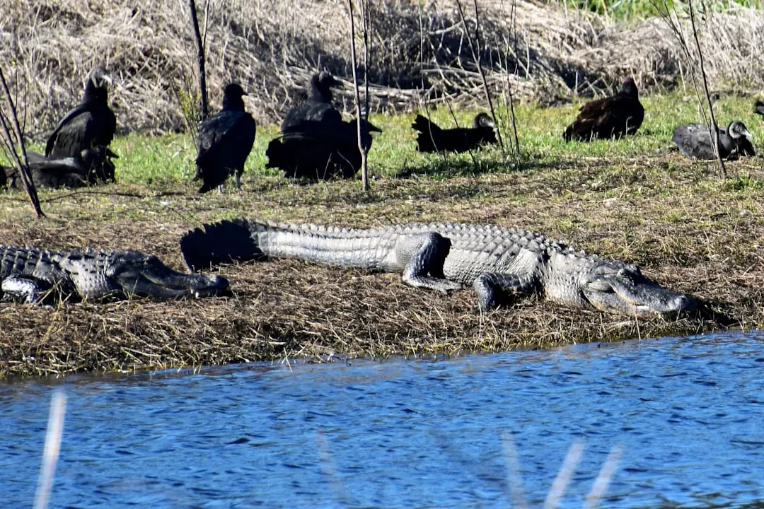 People, Policy, and the New Relationship with Alligators (Image Credits: Unsplash)