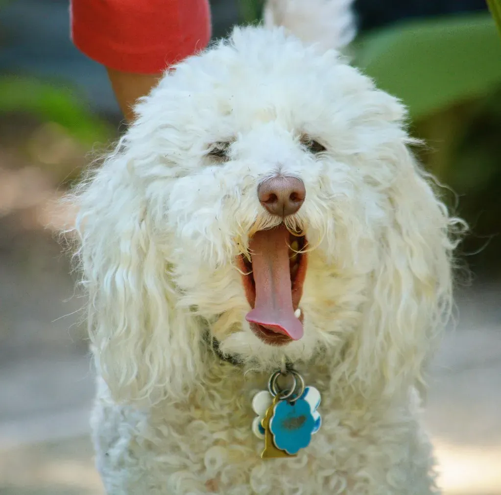 Yawning Can Be Your Dog’s Way Of Managing Social Tension (sonstroem, Flickr, CC BY 2.0)