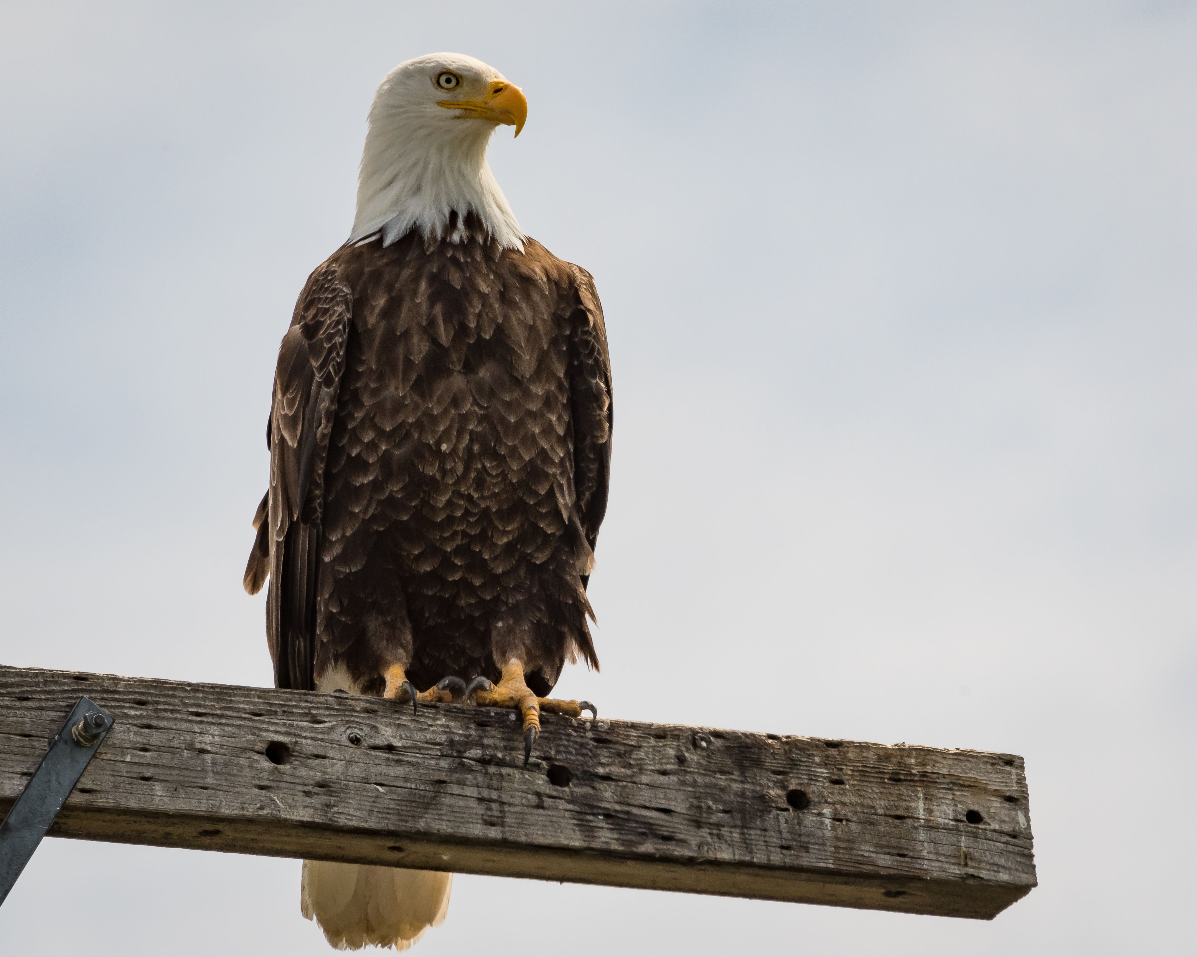 California's Central Interior Expansion (Image Credits: Wikimedia)