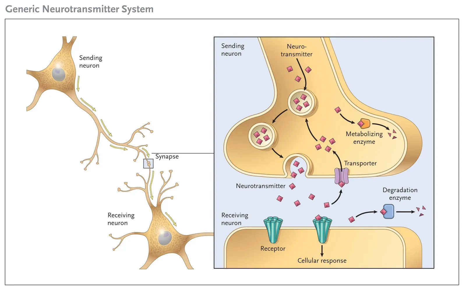 How Neurons Communicate at Extraordinary Speed (By NIDA(NIH), Public domain)