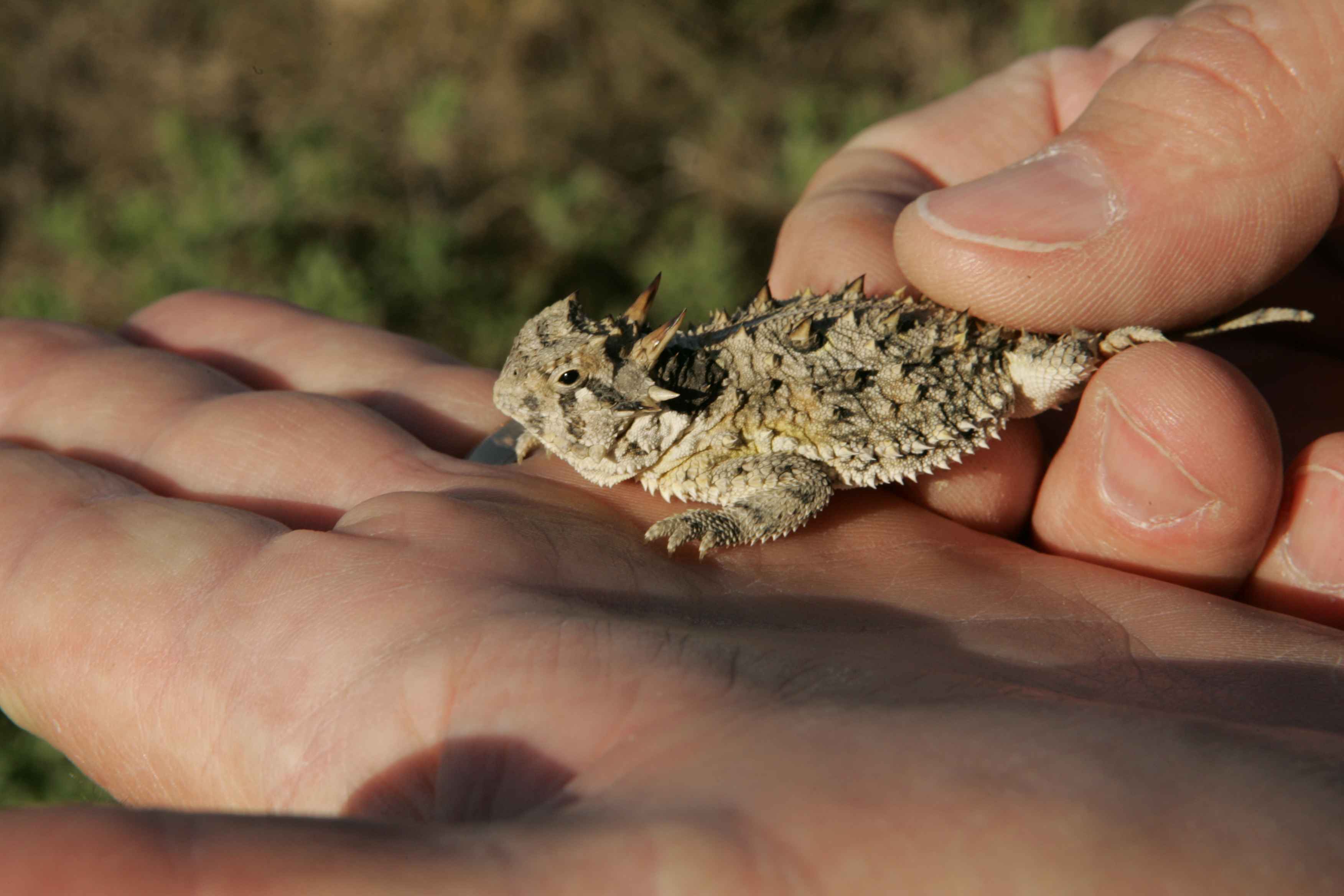 Conservation Challenges (Image Credits: Wikimedia)
