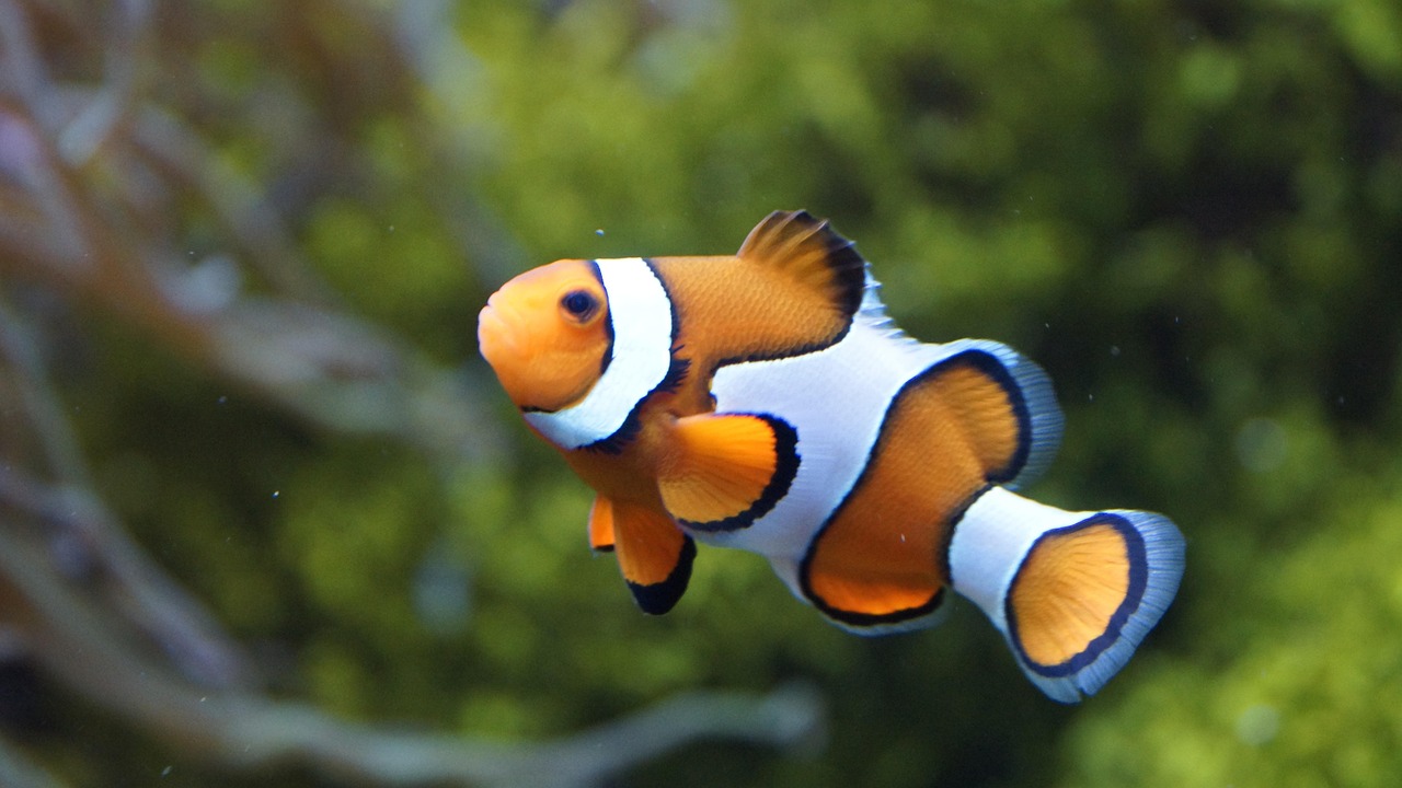 Clownfish - The Ocean's Beloved Orange Ambassadors (Image Credits: Pixabay)