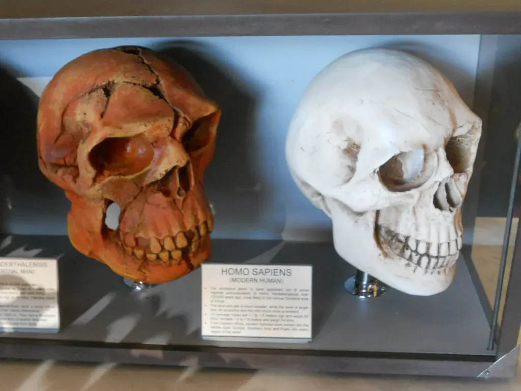 #4 - A 300,000-Year-Old Face Rewrote the Human Timeline (mikecogh, Flickr, CC BY-SA 2.0)
