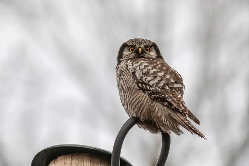 February – The Owl: Quiet Watcher With a Deep Processing System (Image Credits: Pexels)