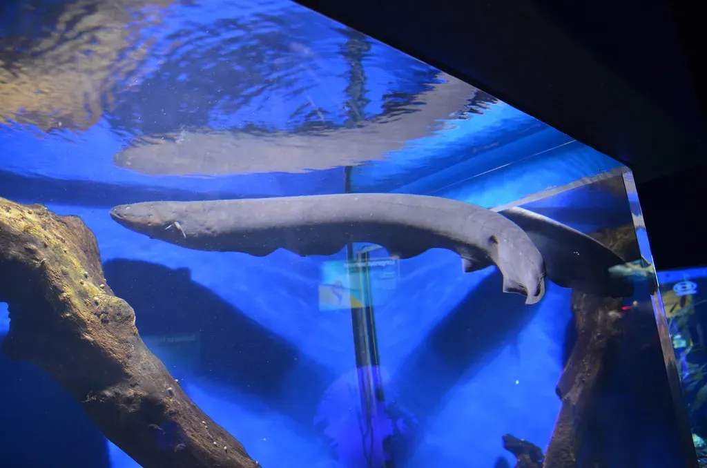 They Breathe Air Like Mammals (Image Credits: Flickr)