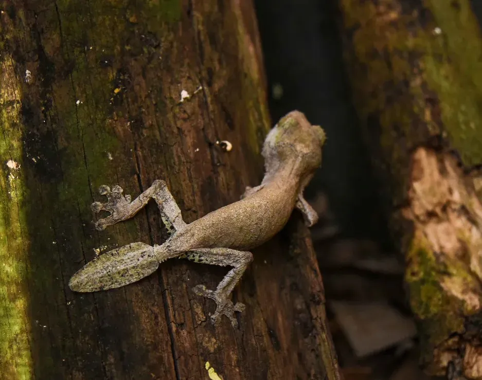 Leaf-Tailed Geckos: Haunted Shadows on Tree Bark (Image Credits: Flickr)
