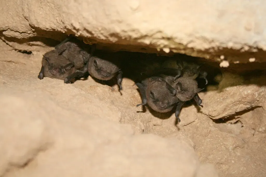 Hibernation, Torpor, and Putting Aging on Pause (USFWS Headquarters, Flickr, CC BY 2.0)