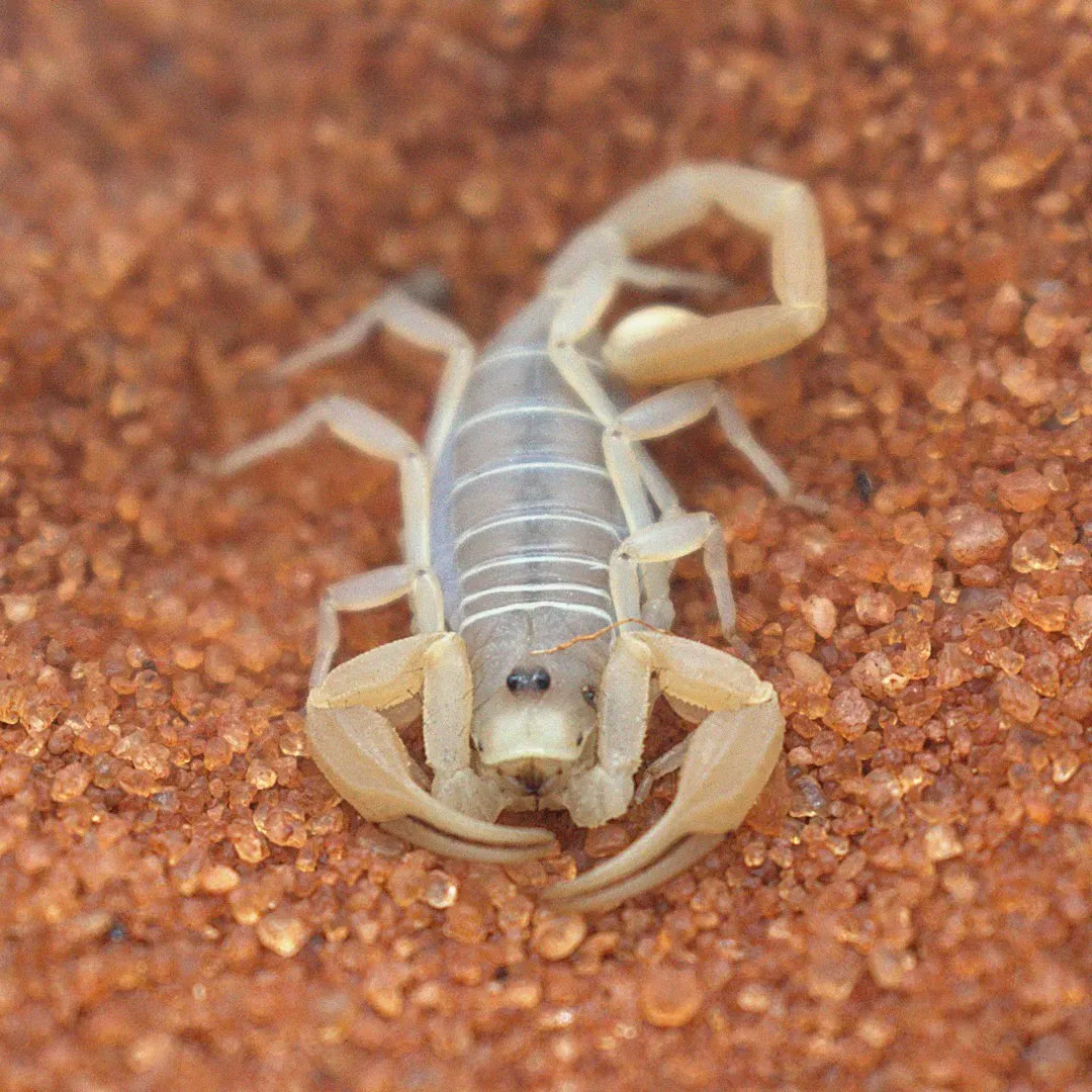 Scorpio: The Scorpion’s Controlled Venom and Deep Surveillance (Image Credits: Unsplash)