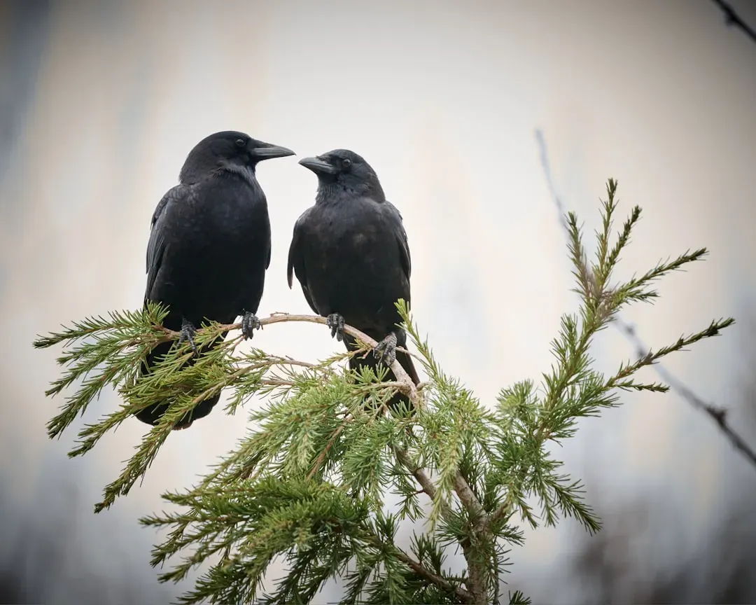 Crows Gossip About Bad Humans to Their Kids (Image Credits: Unsplash)