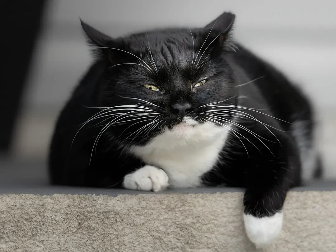 Conclusion: Your Cat’s Secret Life Is Quieter - but Deeper - Than You Think (Image Credits: Unsplash)