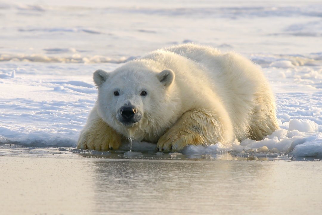 The Polar Bear's Heat Conservation Mastery (Image Credits: Unsplash)