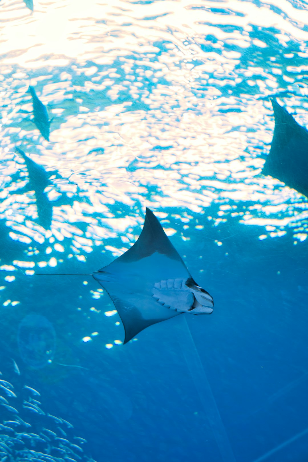 Empathy, But Make It Aquatic (Image Credits: Unsplash)