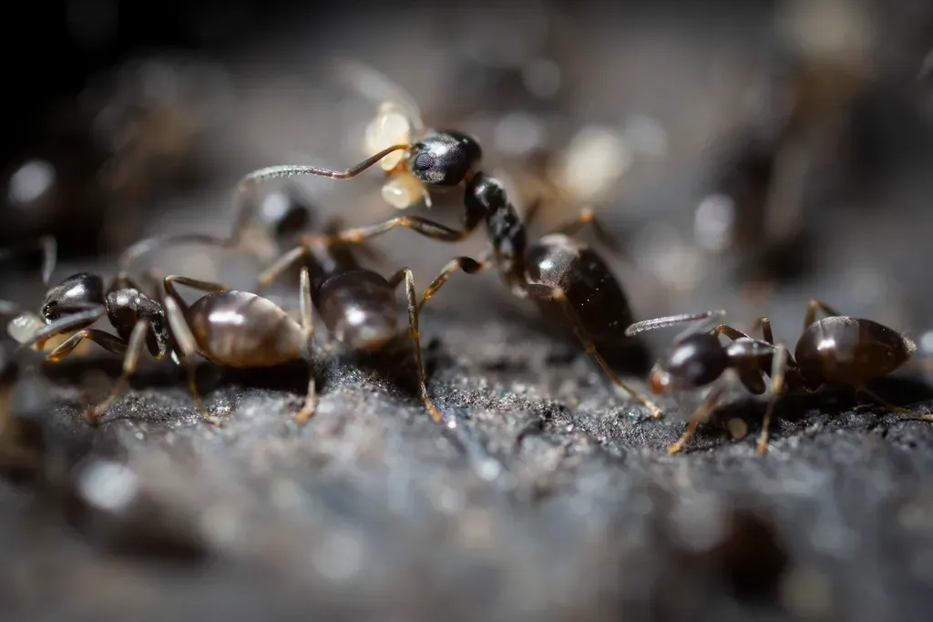 #10 – Ants: Super‑Organism Minds in Miniature Skulls (Image Credits: Rawpixel)