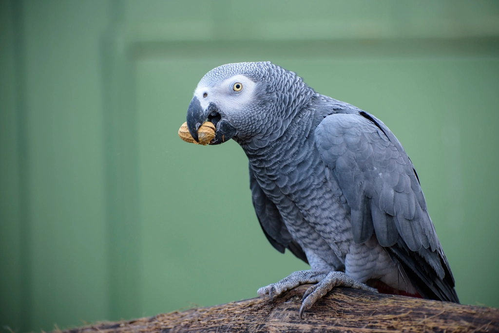 African Grey Parrots: Gemini's Linguistic Geniuses (Image Credits: Rawpixel)