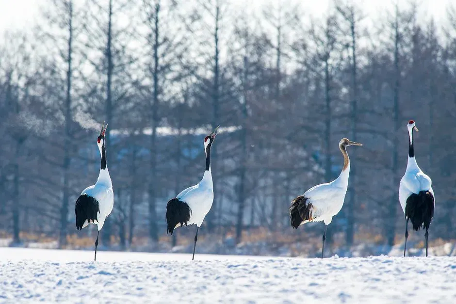 The Crane as a Symbol of Longevity, Luck, and Sacred Grace (Image Credits: Pexels)