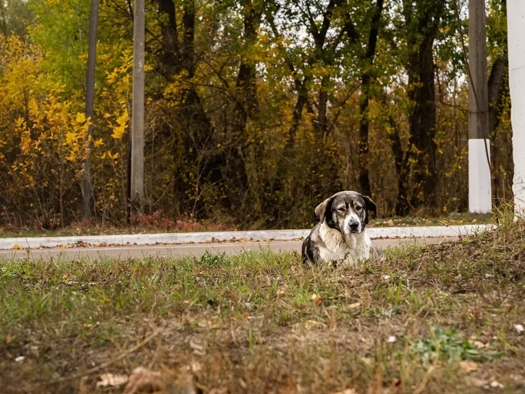 The Dogs Left Behind in a Radioactive Ghost Zone (Image Credits: Unsplash)