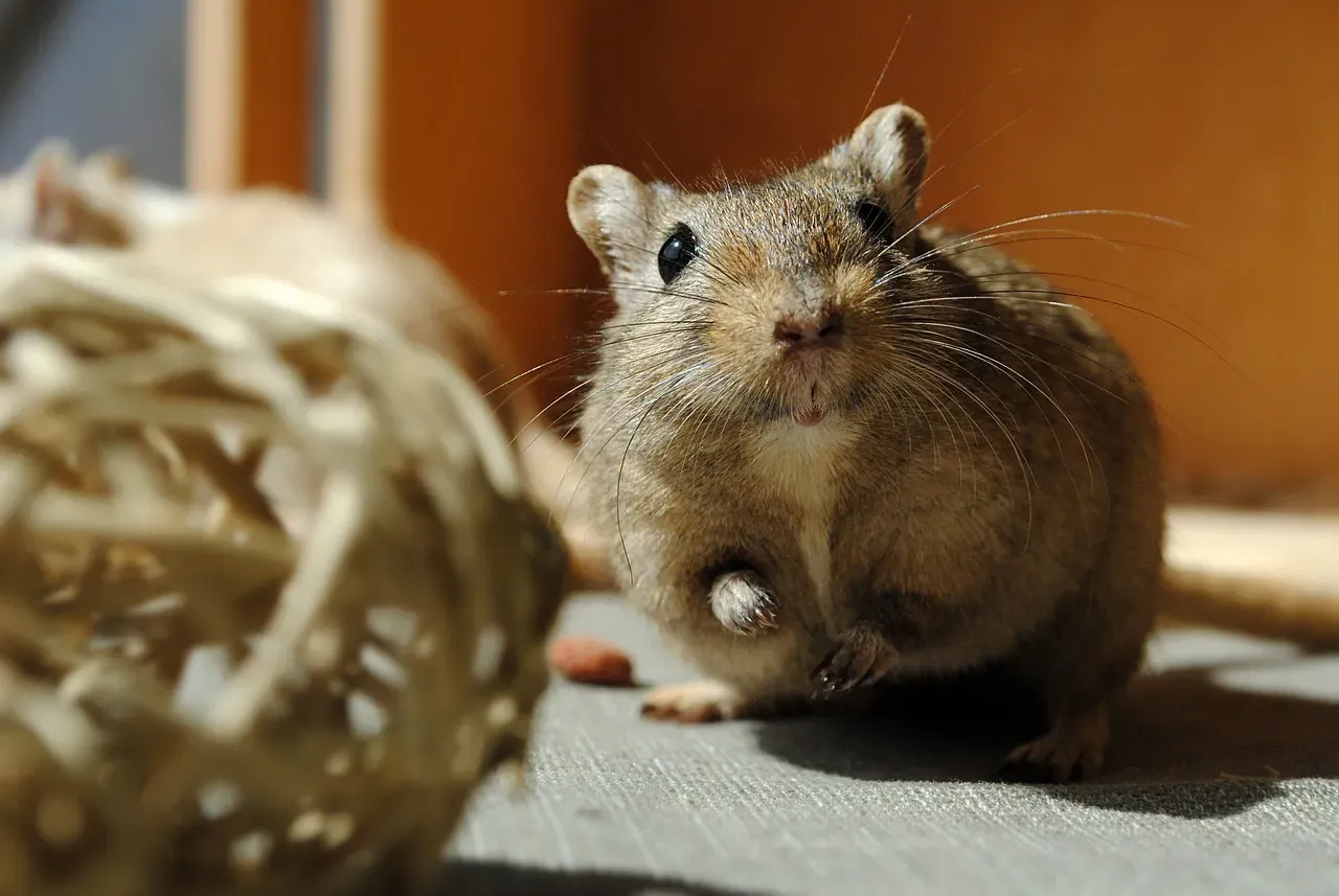 7. Gerbils: Energetic Explorers That Enjoy Shared Playtime (Image Credits: Pixabay)