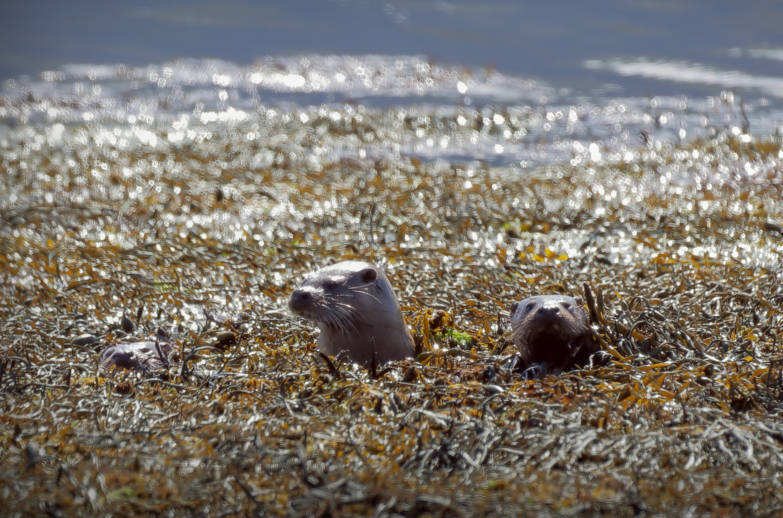 The Century-Long Kelp Forest Recovery Story (Image Credits: Wikimedia)