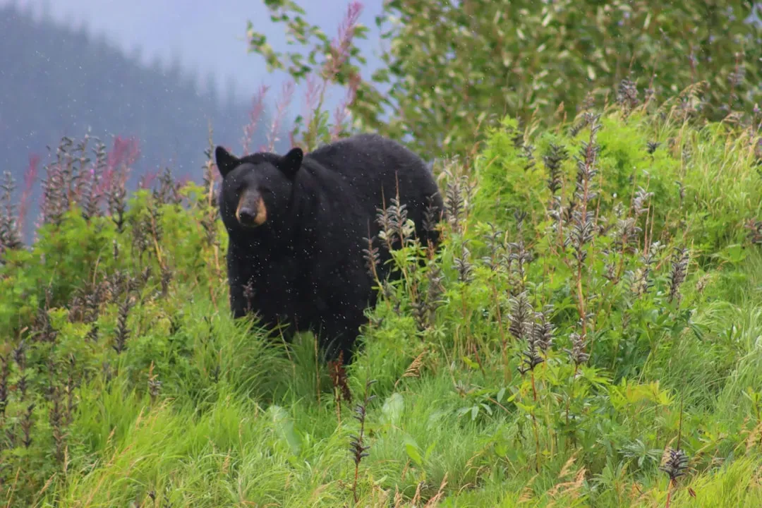 Living Safely And Respectfully In Bear Country (Image Credits: Unsplash)